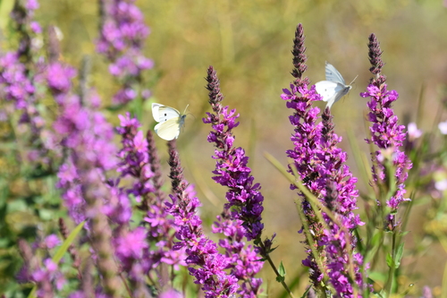 Small White