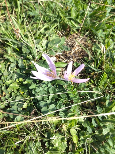Autumn Crocus