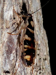 Supella dimidiata
