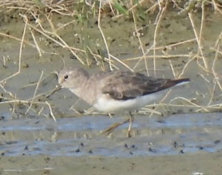 Temminck's Stint