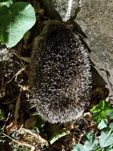 Common Hedgehog