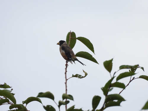 Yellow-billed Grosbeak