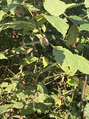 Transcaucasian Giant Mantis