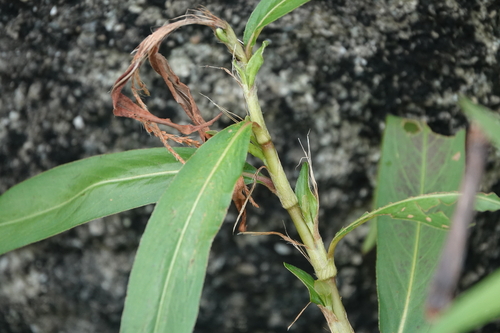 Persicaria barbata observed 2026-09-15