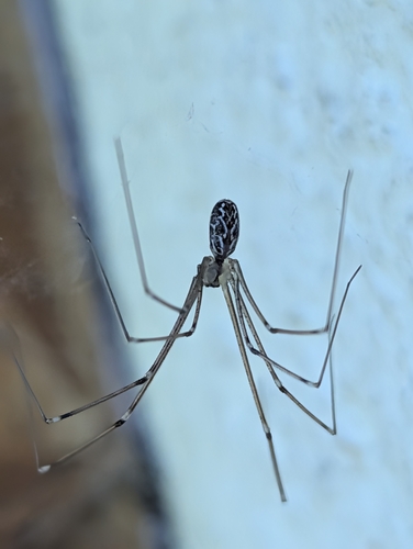 Marbled Cellar Spider