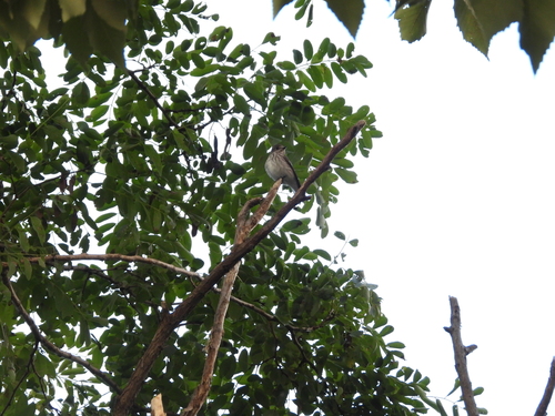Gray-streaked Flycatcher