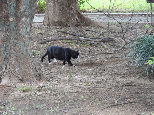 Domestic Cat