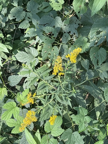 giant goldenrod