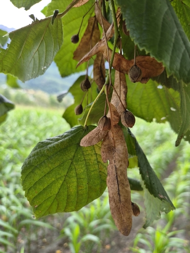 Bigleaf Linden