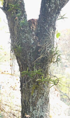 Hidden Bird Orchid