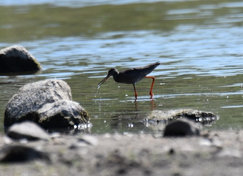 Spotted Redshank