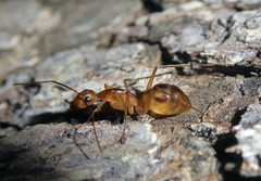 Camponotus hova
