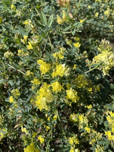 sickle alfalfa