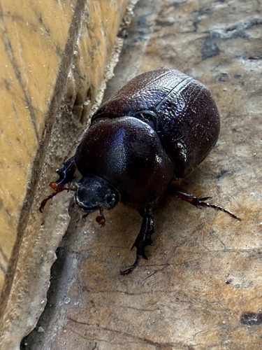 Phyllognathus excavatus