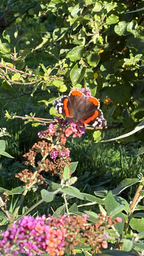 Red Admiral