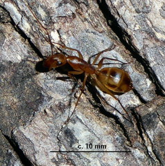 Camponotus hova