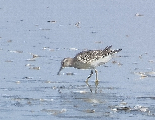 Red Knot