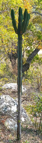 Common Tree Euphorbia