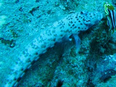 Parapercis clathrata