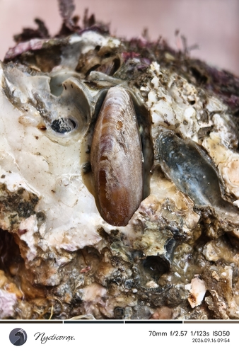 Leiosolenus lischkei observed 2026-09-16