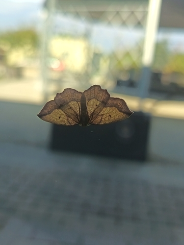 Bordered Beauty