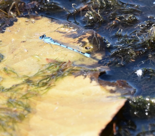 Common Blue Damselfly