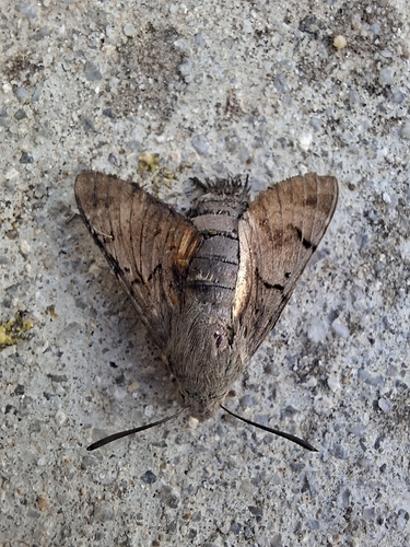 Eurasian Hummingbird Hawkmoth