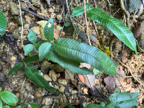Grypothrix triphylla observed 2026-09-16