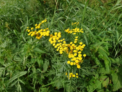 tansy
