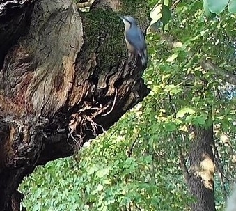 Eurasian Nuthatch