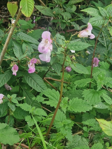 Himalayan balsam