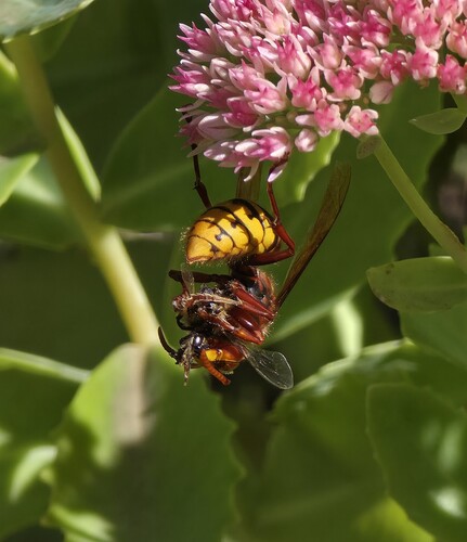European Hornet