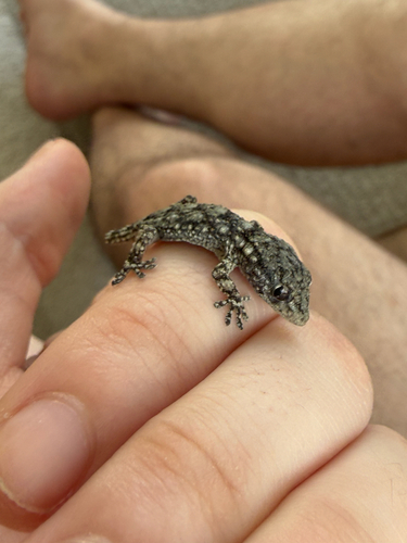 Moorish Gecko