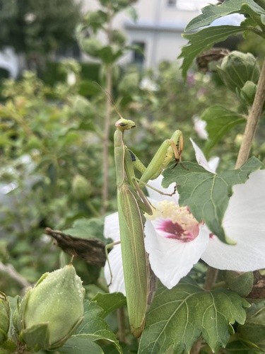 European Mantis
