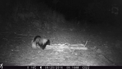 Mephitis macroura milleri