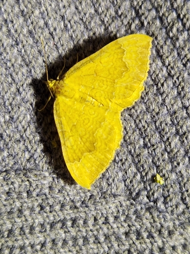 Yellow Shell Moth
