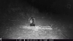 Mephitis macroura milleri