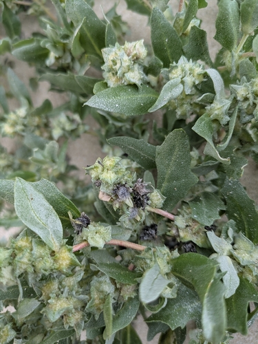 Atriplex laciniata, photograph 2