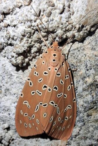 Crotalaria Podbearer