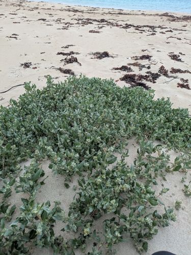 Atriplex laciniata, photograph 3