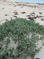 author not stated, no rights reserved Atriplex laciniata, photograph author not stated, no rights reserved