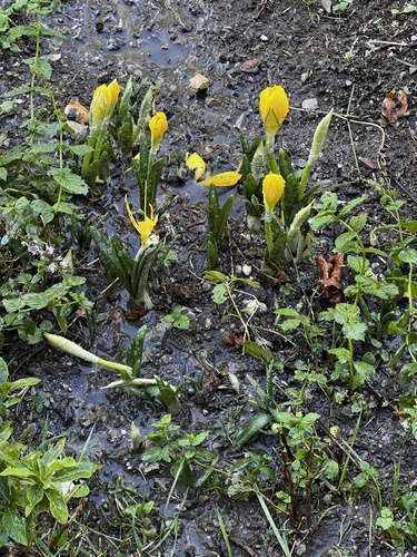 Winter Daffodil