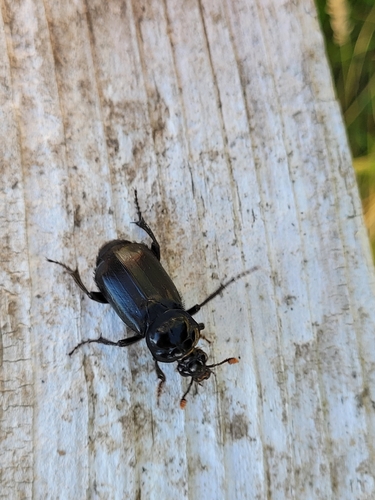 Black Burying Beetle