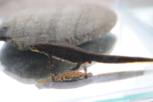 Bosca's newt, Aceituna, Caceres, ES, photo 9 of 10