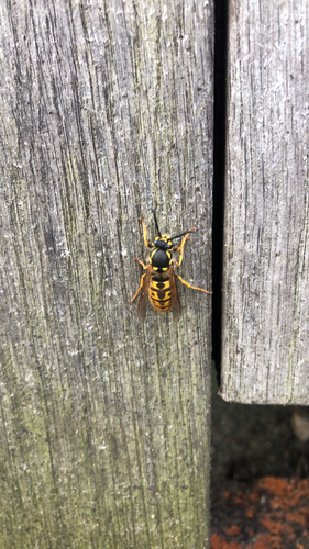 German Yellowjacket