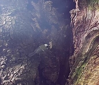 Great Tit