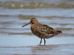 Limnodromus griseus hendersoni