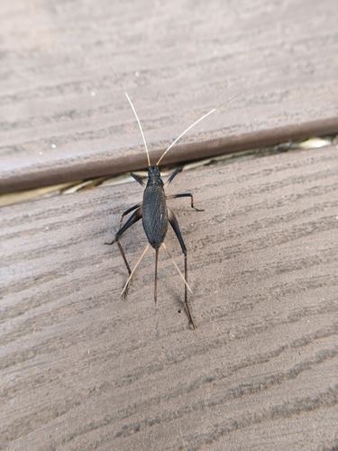 Asian Bell Cricket