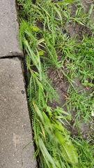 Achillea millefolium