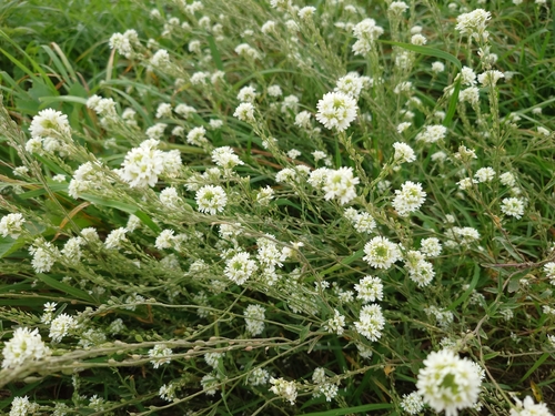 hoary alyssum
